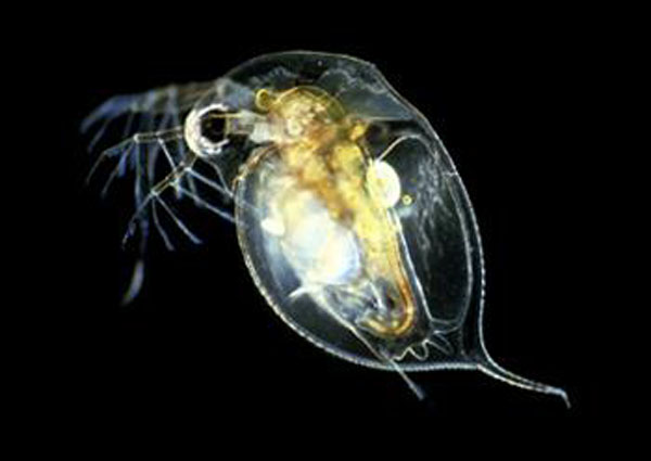 热带小型观赏鱼曼龙鱼一天喂几次,曼龙鱼可以和热带小鱼一起养么