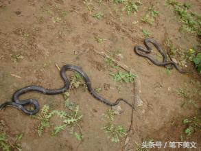 两条蛇追一条公蛇，蛇仙被媳妇和奸夫追杀！穷农夫相救有恩必报！