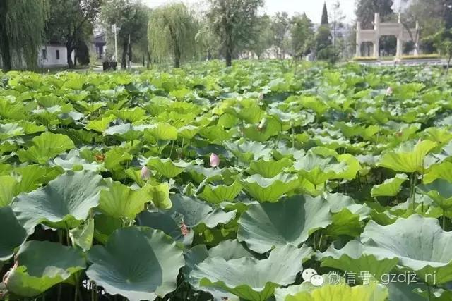 涟水有多美?涟水的美,岂是一句两句能够解释清楚的?