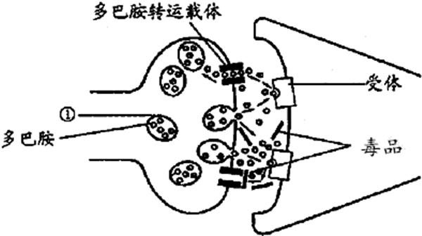 经常溜冰有什么好处,偶尔溜冰的人有什么特征