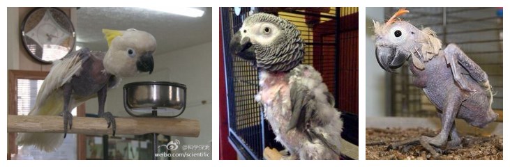 家里来鹦鹉鸟是什么征兆,家里发现了鹦鹉怎么处理