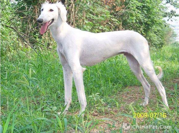 纯纯的土狗,纯纯的小土狗