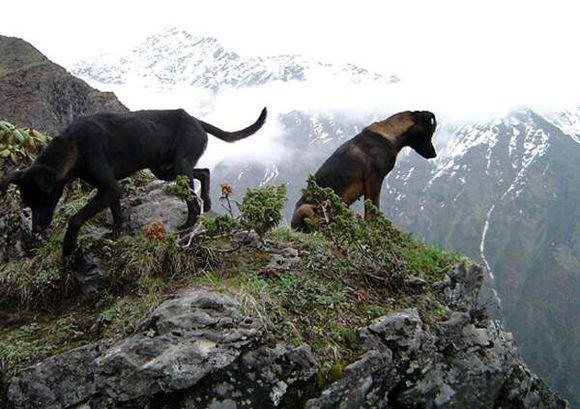 纯纯的土狗,纯纯的小土狗