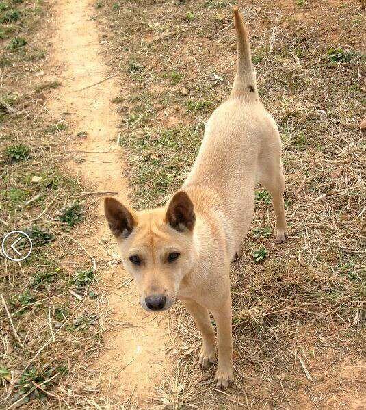 纯纯的土狗,纯纯的小土狗