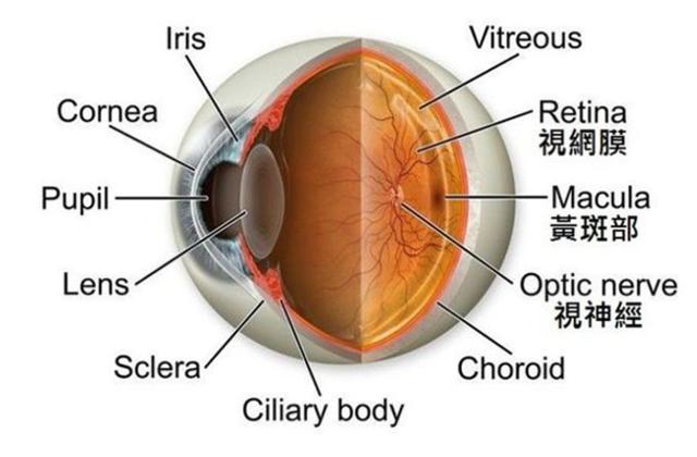 高能分析：包子带你了解澳洲护眼保健品