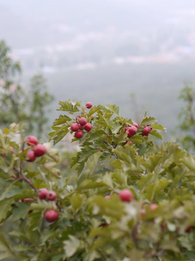 非专业人士推荐相机,非专业相机推荐拍风景