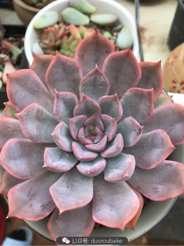 温差大多肉怎么会上色,温差大多肉才能出锦吗