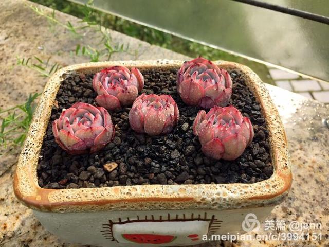 我的多肉小苗一直在露养用遮阳吗,露养冬天的第一盆多肉