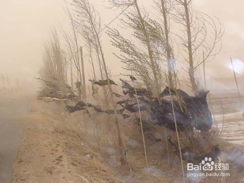 陕北人的外号,陕北人的简称是什么