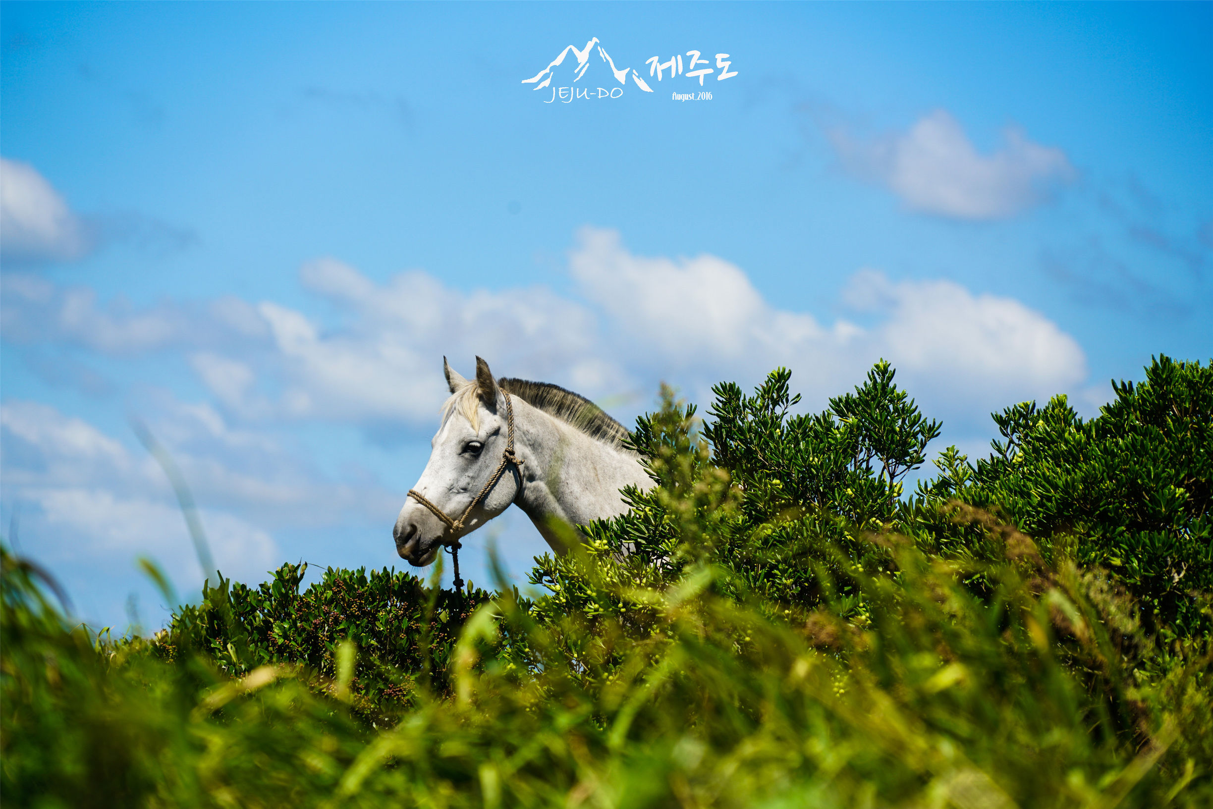 济州岛雨天旅行攻略视频,冬季济州岛亲子游详细攻略