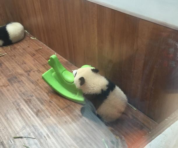 成都在全球的知名度和美誉度,成都网络论坛最新消息