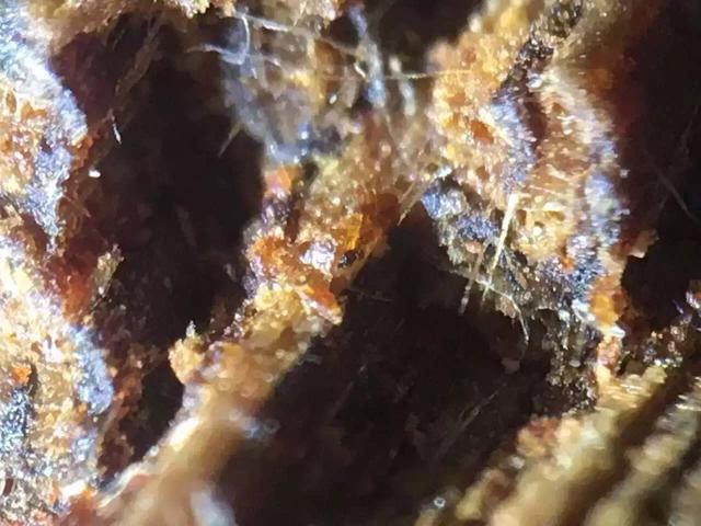 富二代为淘美女欢心,花80买一克奇楠沉香,美女看到当场说分手