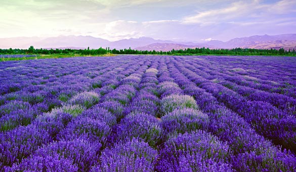 薰衣草花海一起享受大自然的美,薰衣草花海游
