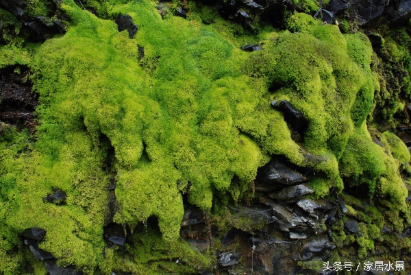 家居水景之苔藓养护注意事项及常见问题