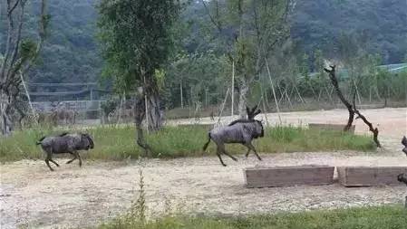 清远长隆森林主题乐园亚洲最大,广东清远长隆游乐园攻略