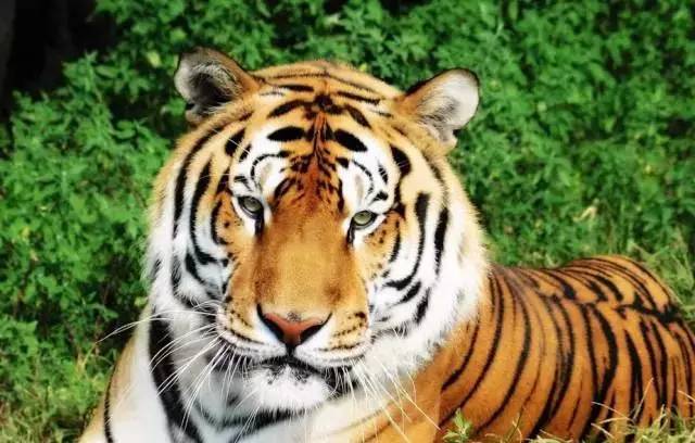 清远长隆森林主题乐园亚洲最大,广东清远长隆游乐园攻略