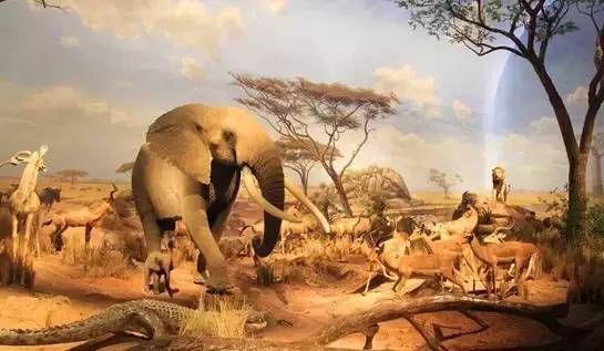 清远长隆森林主题乐园亚洲最大,广东清远长隆游乐园攻略