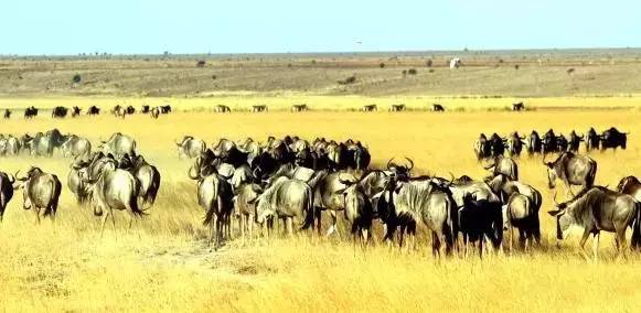 清远长隆森林主题乐园亚洲最大,广东清远长隆游乐园攻略