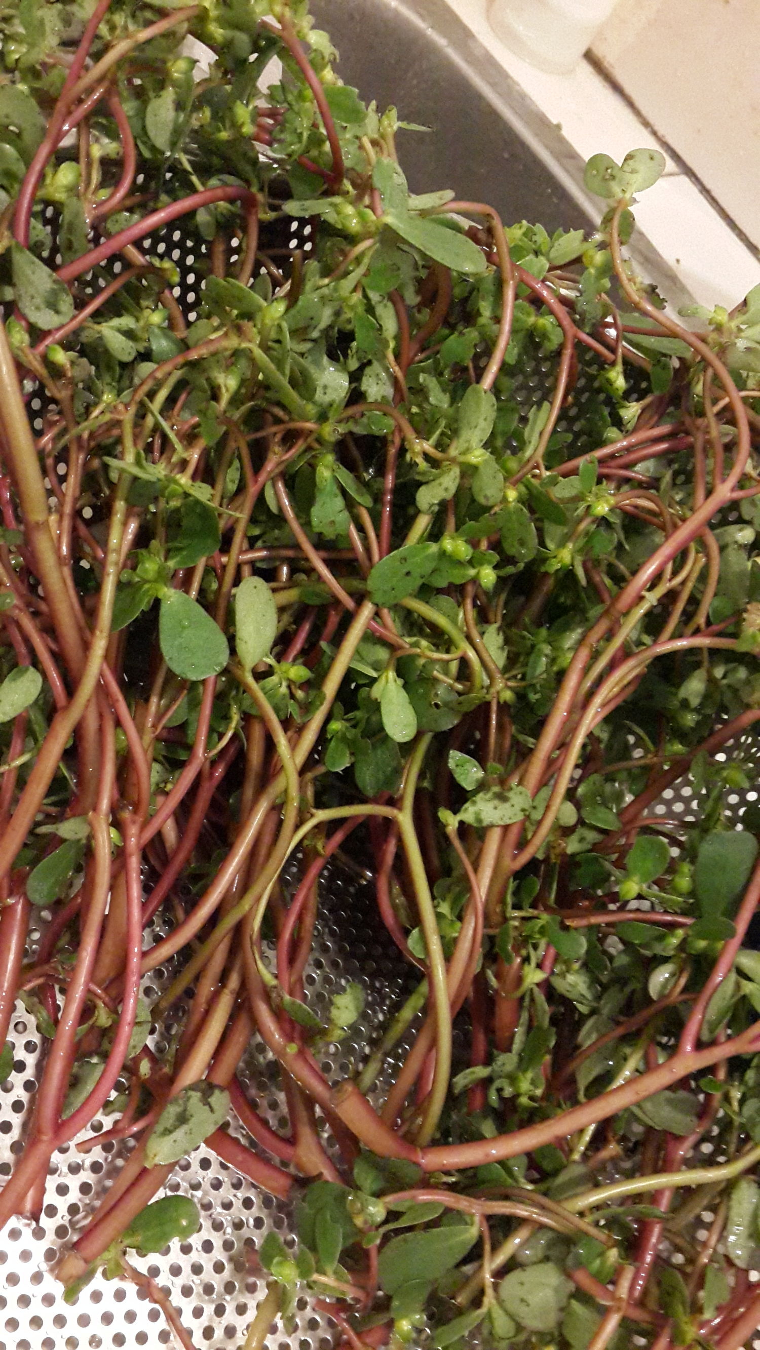 野生菜马齿苋的奇效,马齿笕山野菜