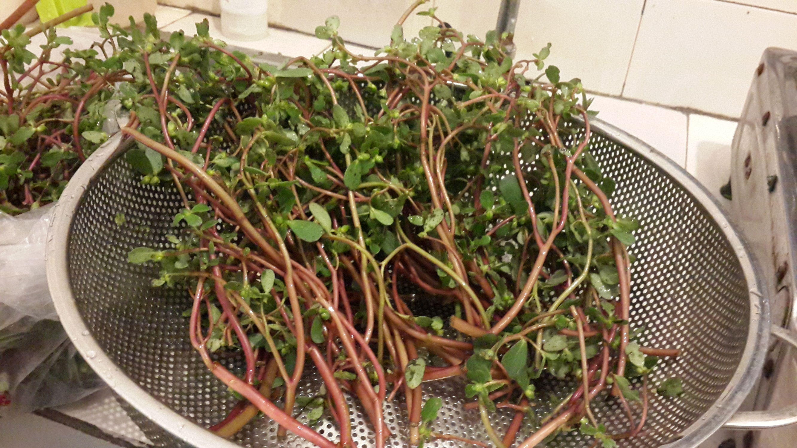 野生菜马齿苋的奇效,马齿笕山野菜