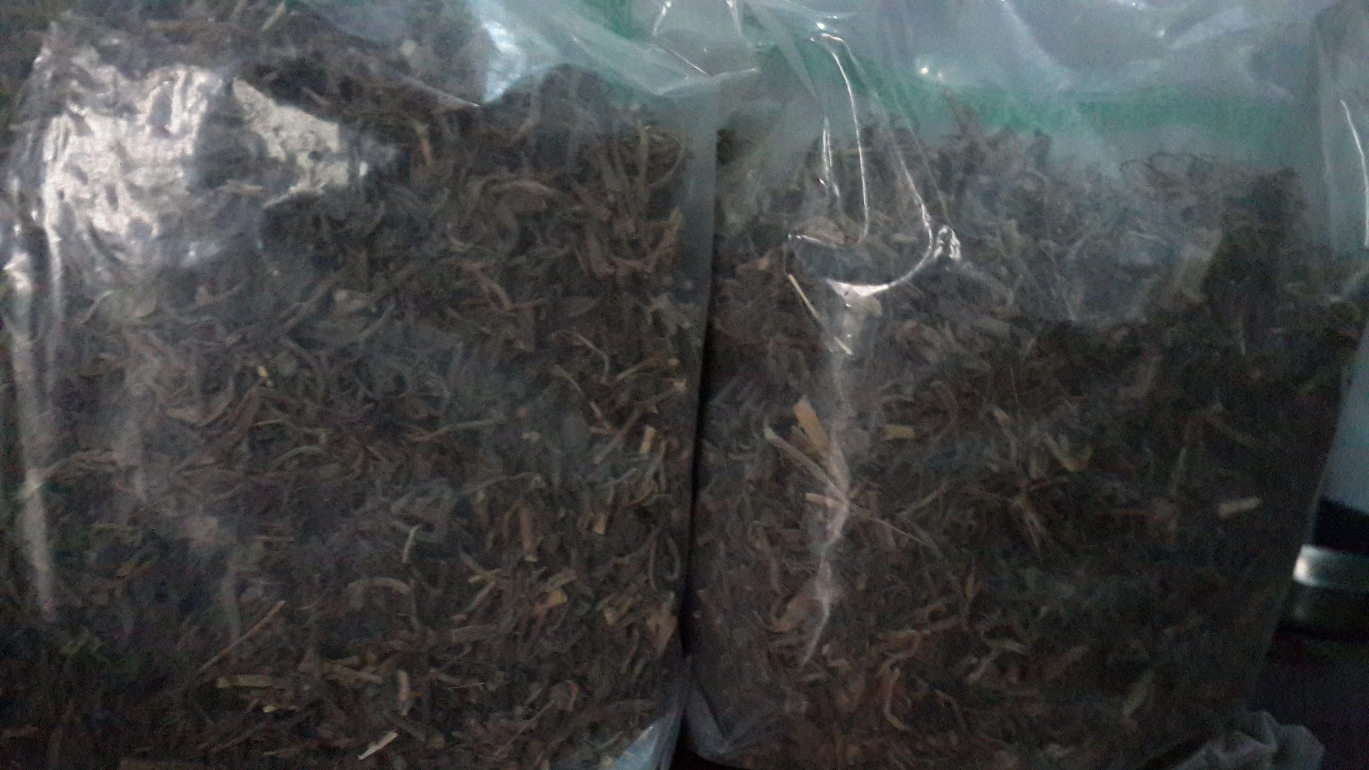 野生菜马齿苋的奇效,马齿笕山野菜