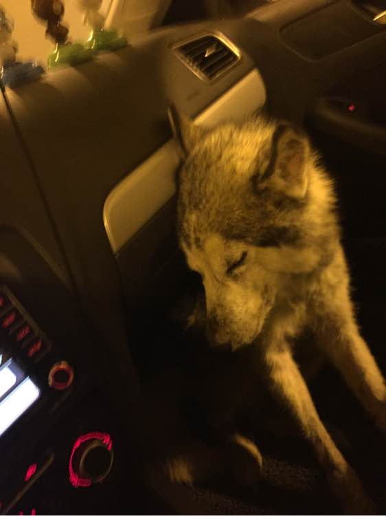 下班回家捡到小动物带回家养,捡到流浪狗不想养怎么处理