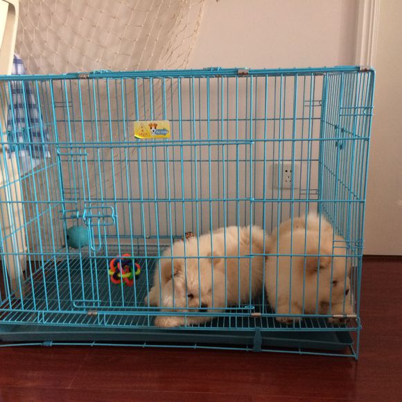 冬瓜南瓜！我家有一对松狮小活宝~