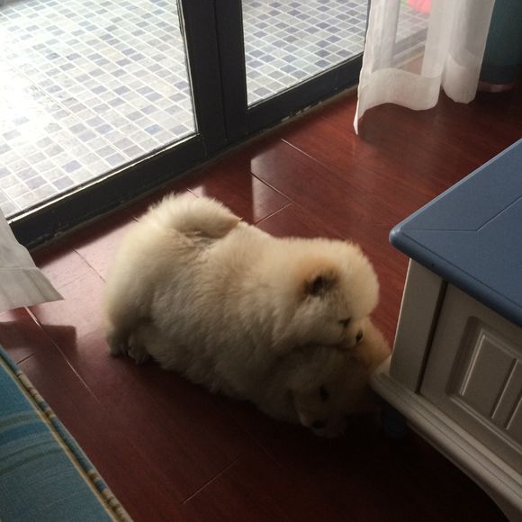 冬瓜南瓜！我家有一对松狮小活宝~