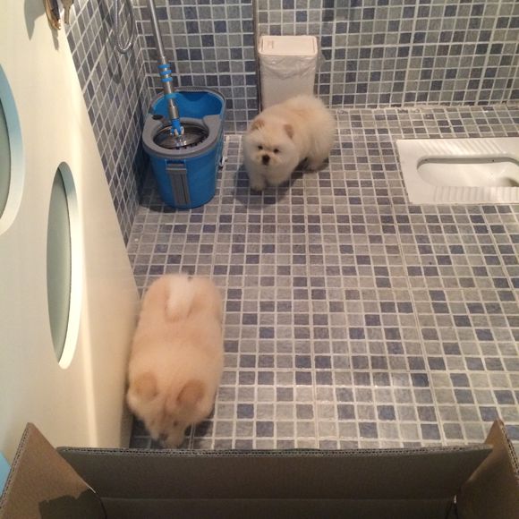 冬瓜南瓜！我家有一对松狮小活宝~