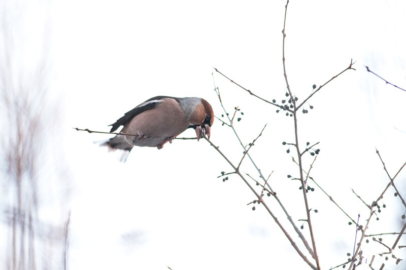 农村洋辣子的吃法大全,洋辣罐吃法