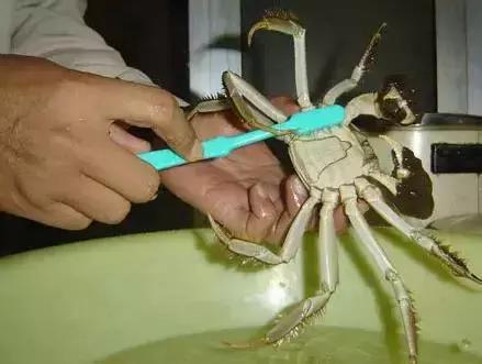 洗螃蟹的正确方法公螃蟹,洗螃蟹刷螃蟹的步骤