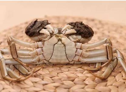 洗螃蟹的正确方法公螃蟹,洗螃蟹刷螃蟹的步骤