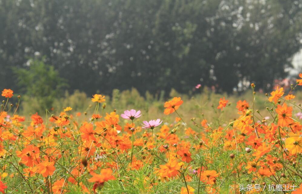 适合每一位家里有重病的人阅读：癌症老者的生死观，值得敬重！
