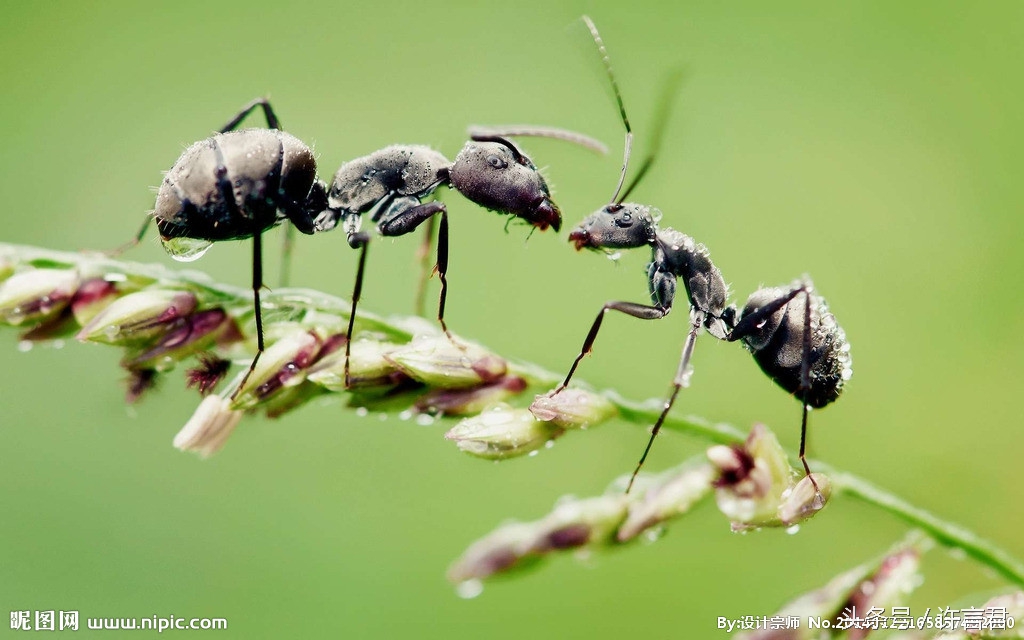 蚂蚁咬了火辣辣的疼,蚂蚁咬一口会怎么样