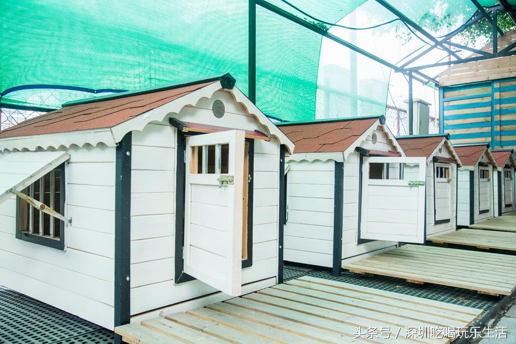 一千平室外宠物乐园,拥有数百只流浪猫的猫咪公园