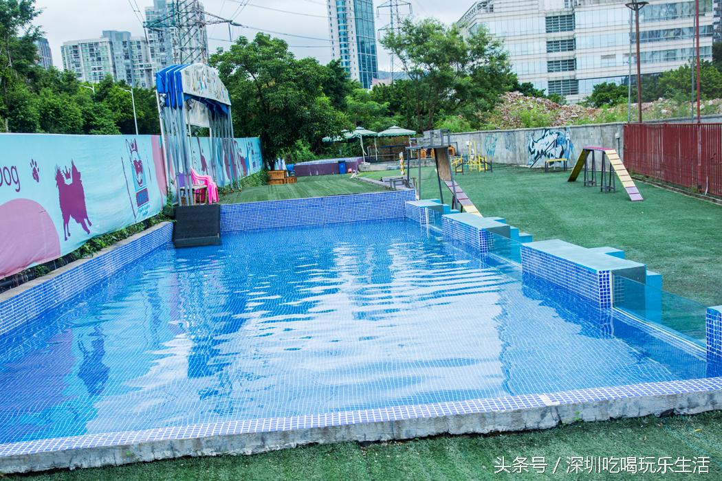 一千平室外宠物乐园,拥有数百只流浪猫的猫咪公园