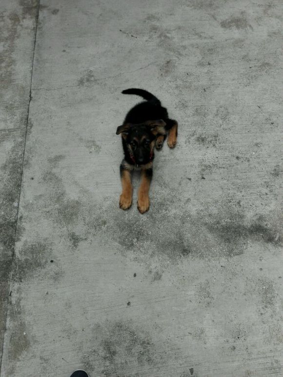 一个月的德牧为什么那么瘦,德牧什么表现是笨狗