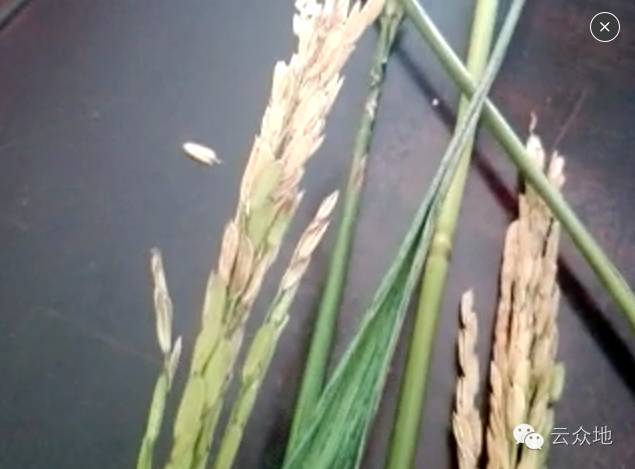 水稻出现“白穗”，这是谷枯病还是穗颈瘟？