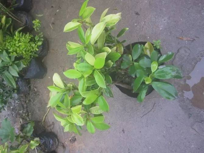 怎样养小叶榕盆景,小叶榕树盆景用什么土养