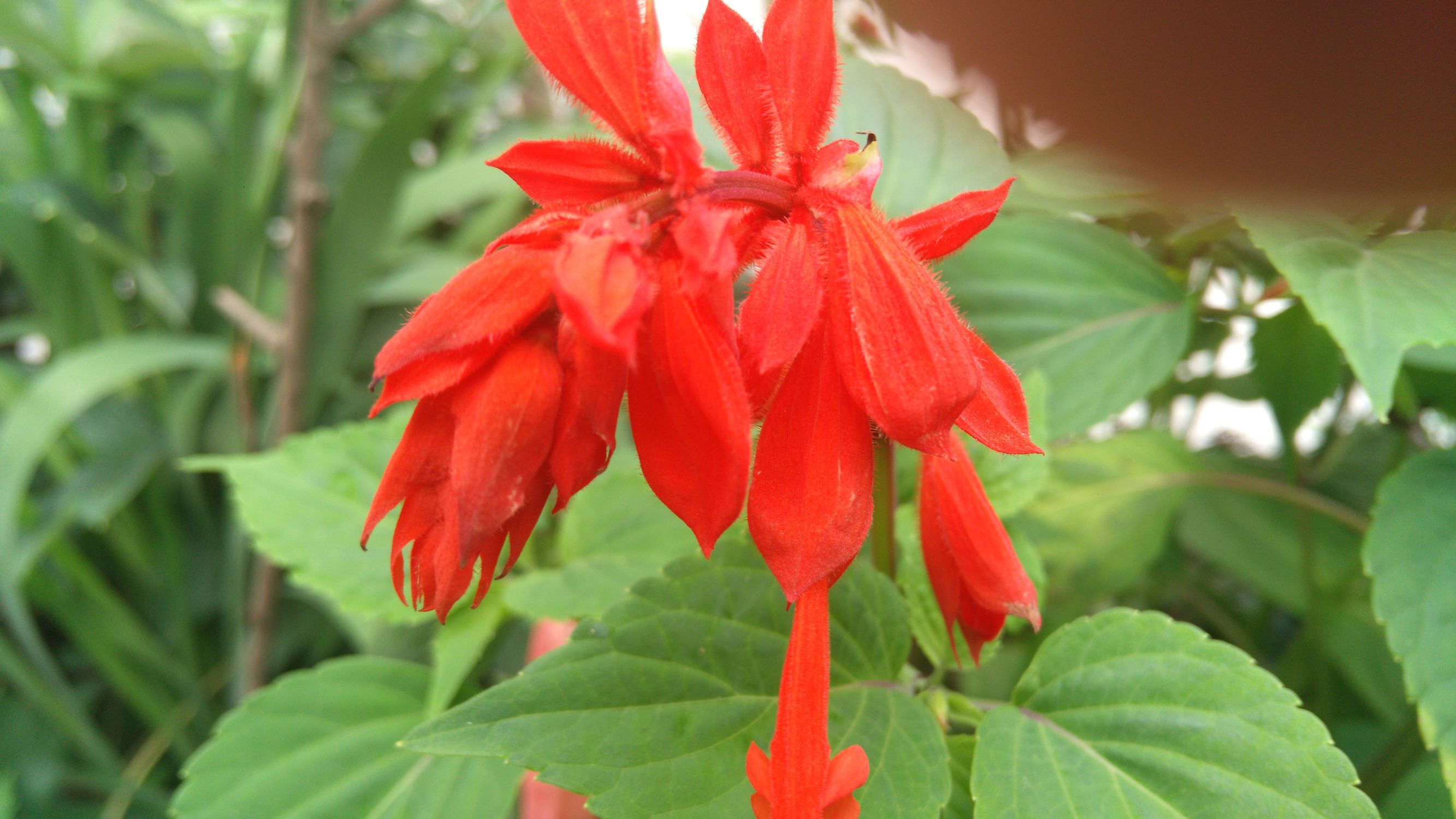 千元机z9,努比亚z9mini有nfc功能吗