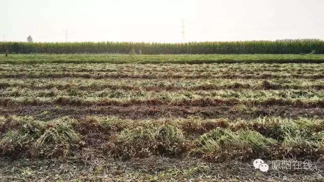 来原阳锄落生、梆玉蜀黍吧!