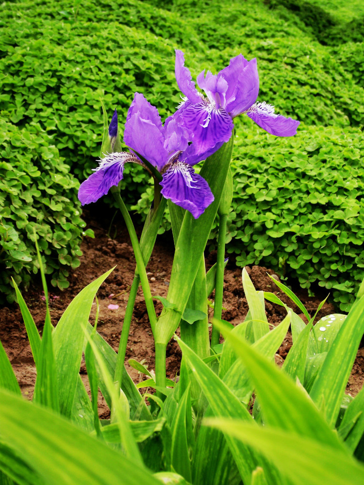 好看花儿的名字有哪些,所有非常美丽的花儿名字