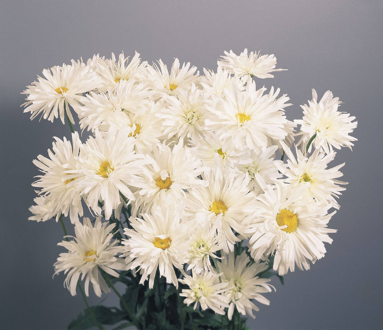 好看花儿的名字有哪些,所有非常美丽的花儿名字