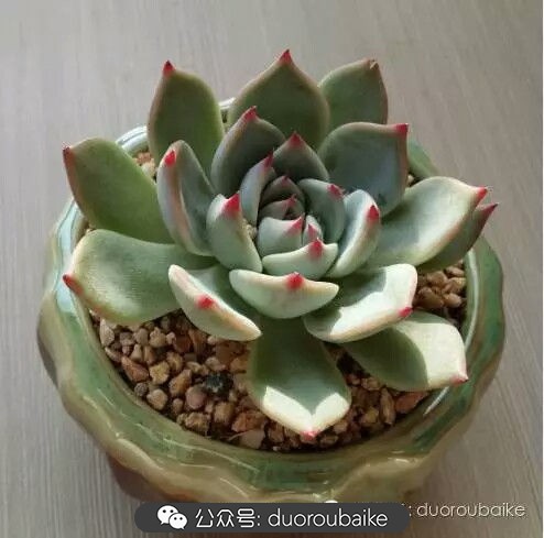 灰姑娘变公主!吉娃娃,一棵高傲的大!普!货!