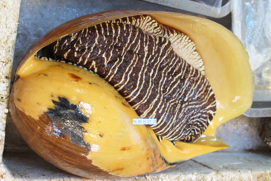 红螺也叫椰子涡螺，潮州旧志称其“壳红肉劲”，很考较厨师的工夫