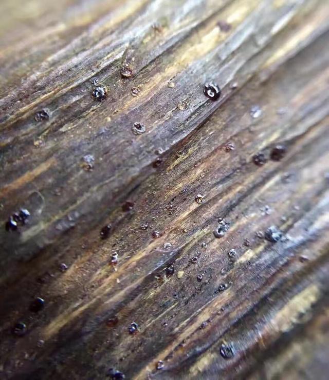 富二代为淘美女欢心,花80买一克奇楠沉香,美女看到当场说分手