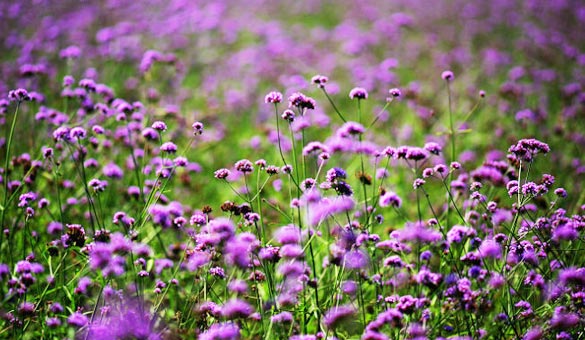 薰衣草花海一起享受大自然的美,薰衣草花海游