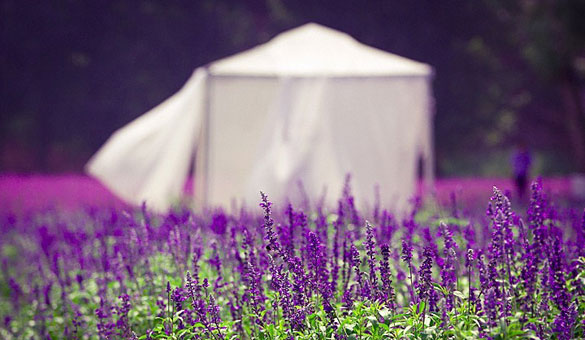 薰衣草花海一起享受大自然的美,薰衣草花海游