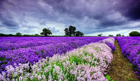 薰衣草花海一起享受大自然的美,薰衣草花海游