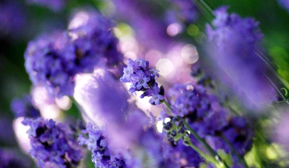 薰衣草花海一起享受大自然的美,薰衣草花海游